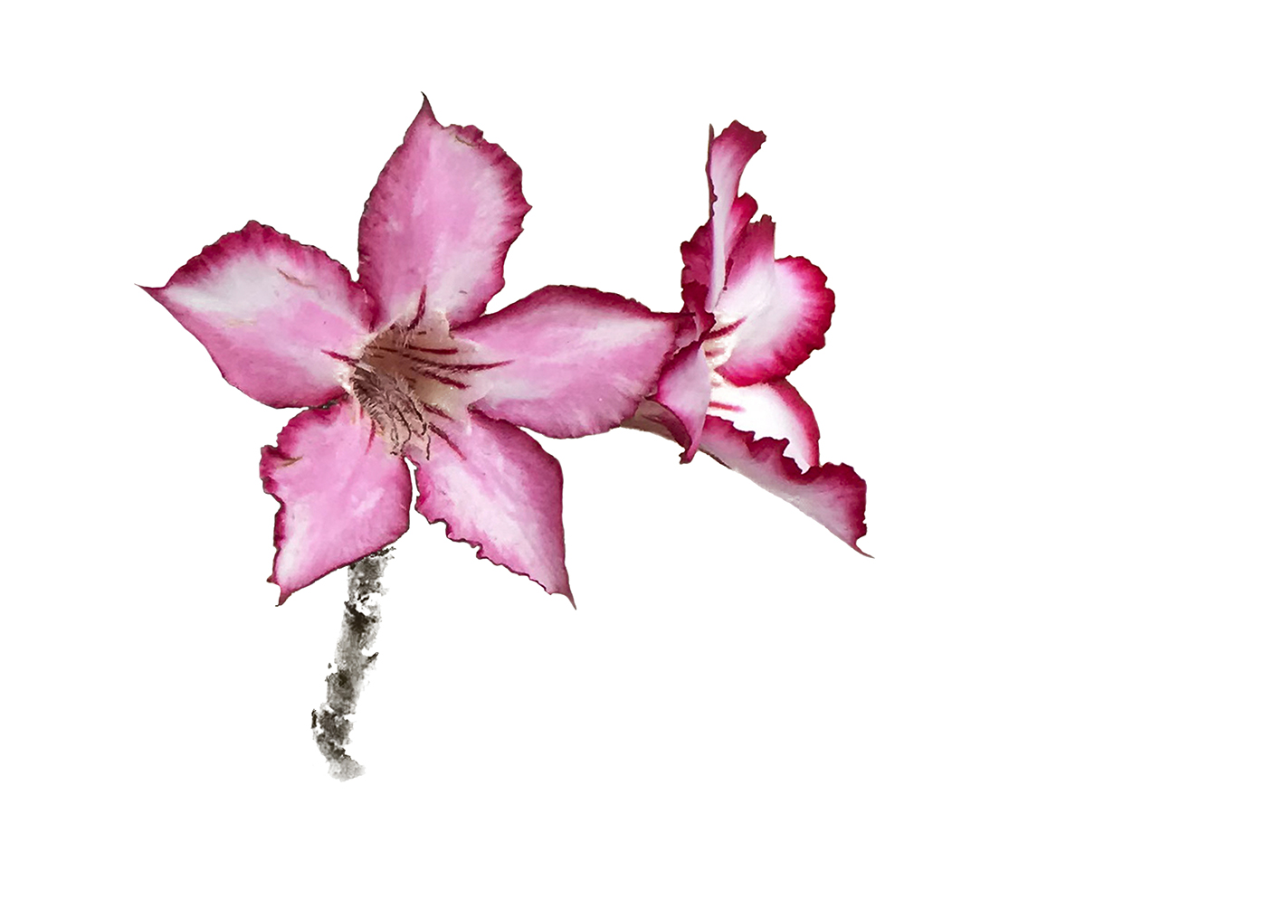 impala-lily-placemat-7
